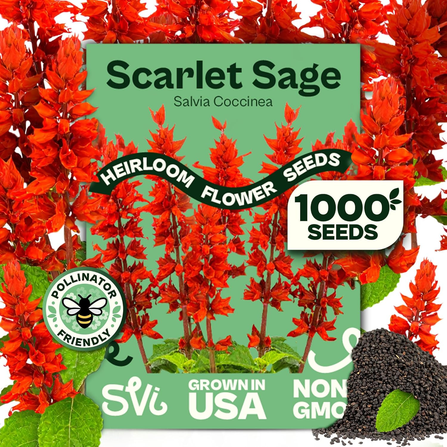 1000 Red Sage Seeds for Planting Outdoors (Salvia Coccinea) – Scarlet Sage, Deer