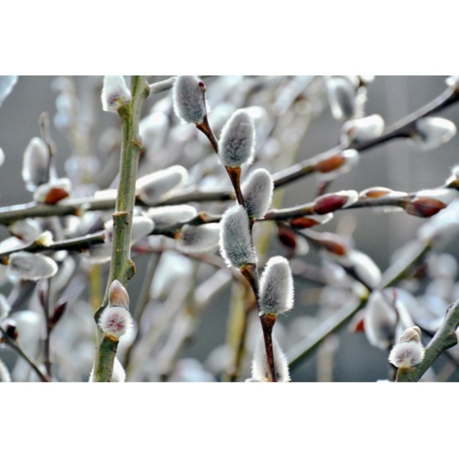 Giant White Pussy Willow (Salix chaenomeloides) 4″ Pot Size