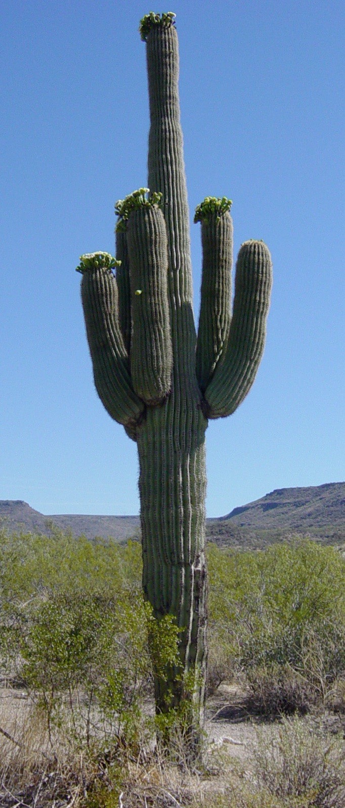 Carnegiea gigantea 500 Seeds – Saguaro Cactus