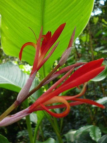 Canna tuerckheimii | Giant Canna Lily | 5 Seeds
