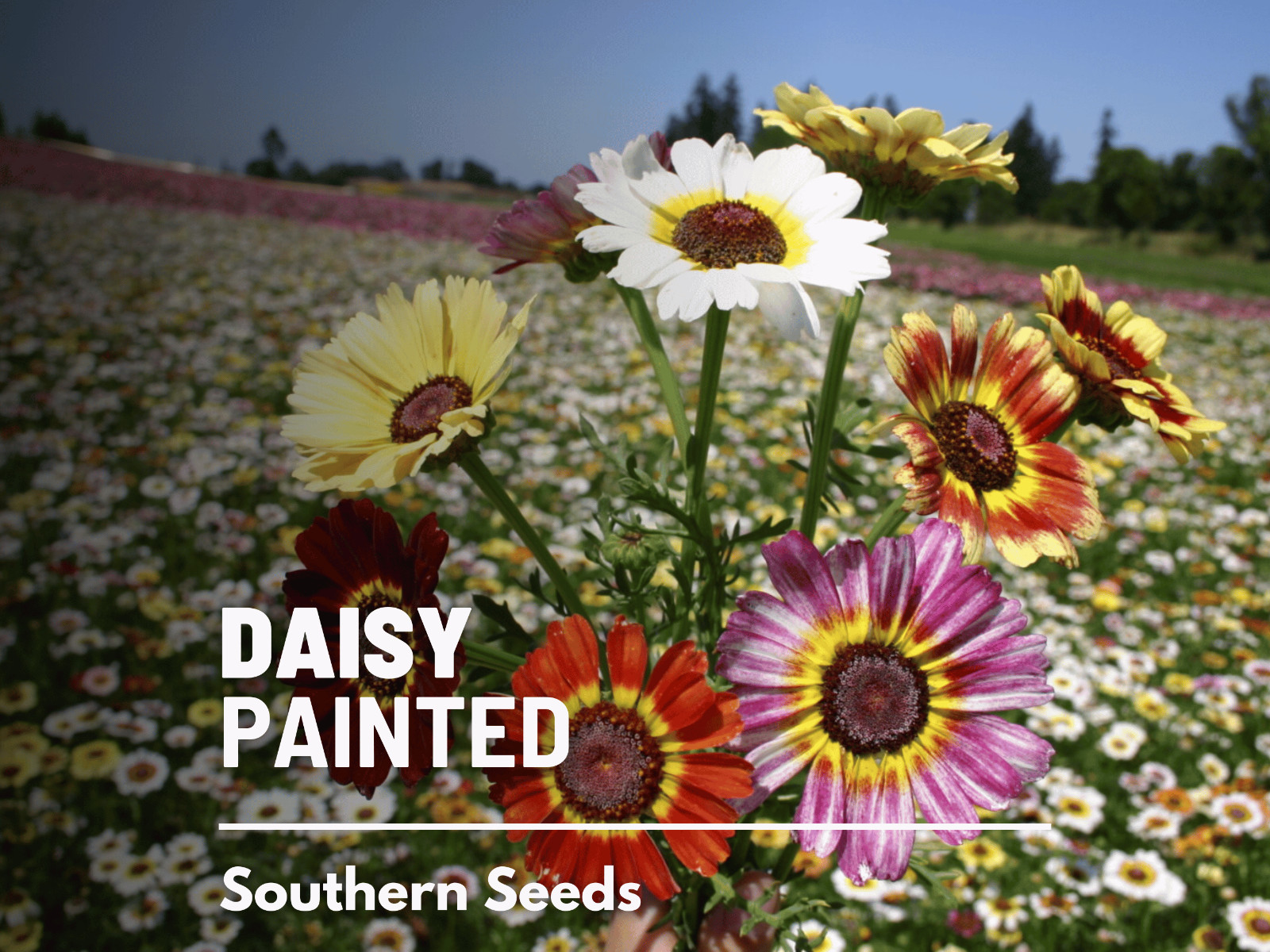 Daisy, Painted – 100 Seeds – Beautiful Tricolor Ringed Flowers – Non GMO
