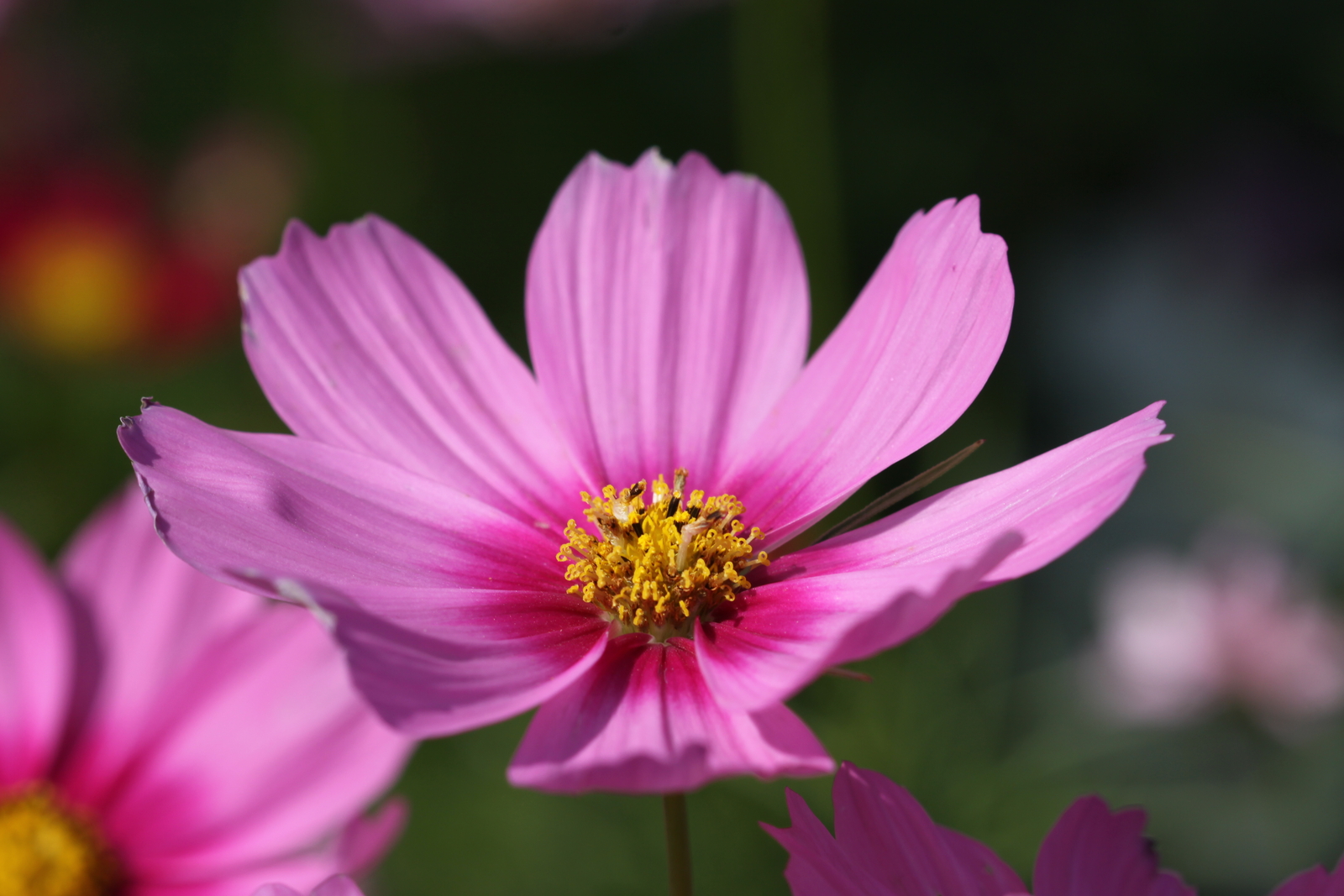 5,000 COSMOS BIPINNATUS Seeds (Gloria Cosmos) BULK | Free shipping