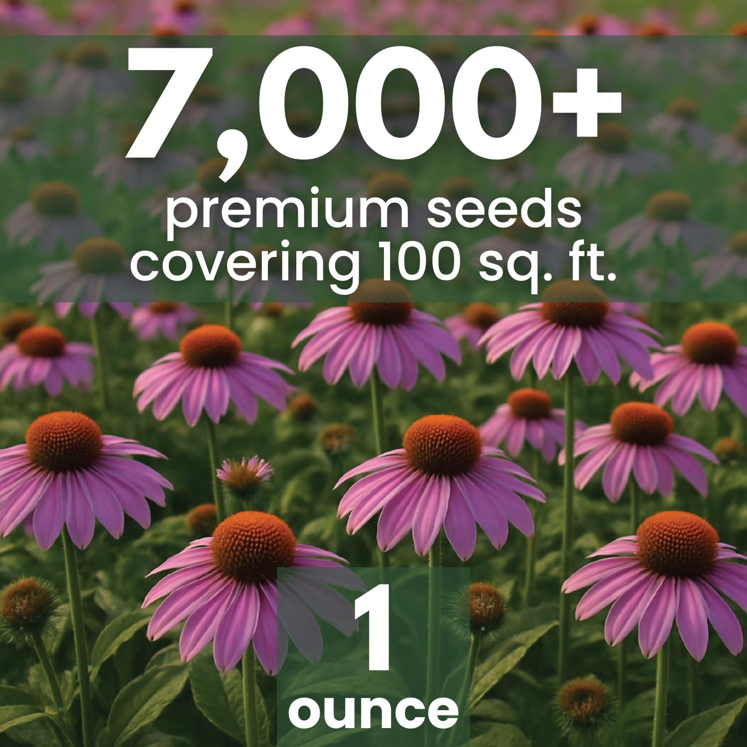 Purple Coneflower – 7,000 Seeds for Planting – 2026 Season – 1 Ounce Pouch