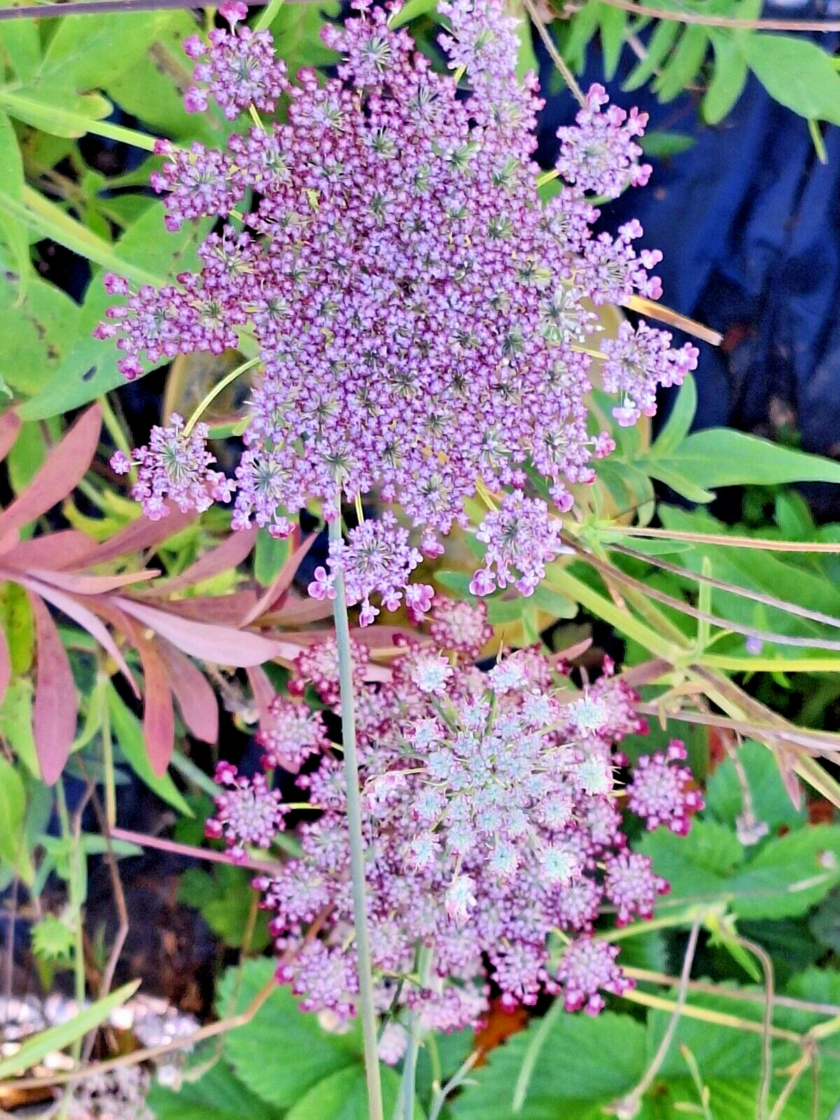 PURPLE AND PINK QUEEN ANNS LACE 100 SEEDS, DAUCUS CAROTA PURPURA