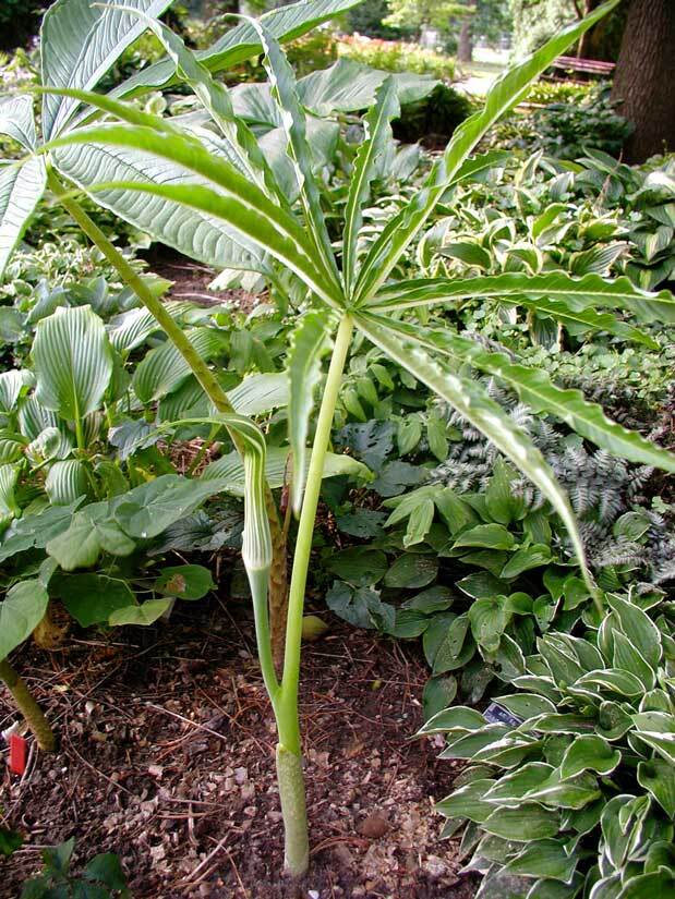 Arisaema jacquemontii HIMALAYAN JACK IN THE PULPIT Seeds!