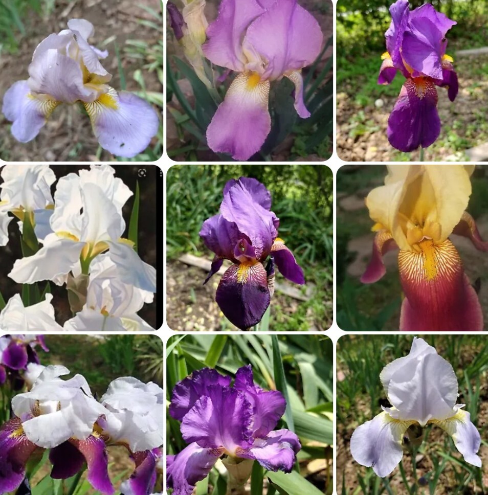 5x MIXED VARIETIES/COLORS IRIS Bulbs/Rhizomes FRESH