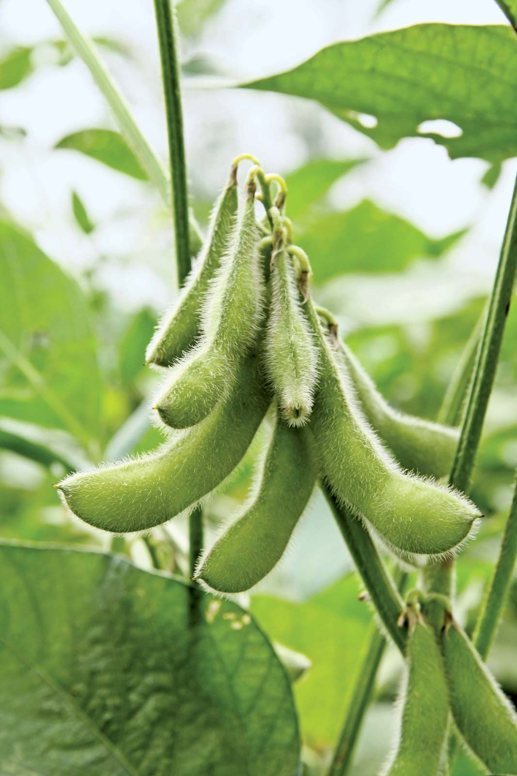 Soy Bean Seeds (25) / Bush / Protein / Easy / Florida Grown