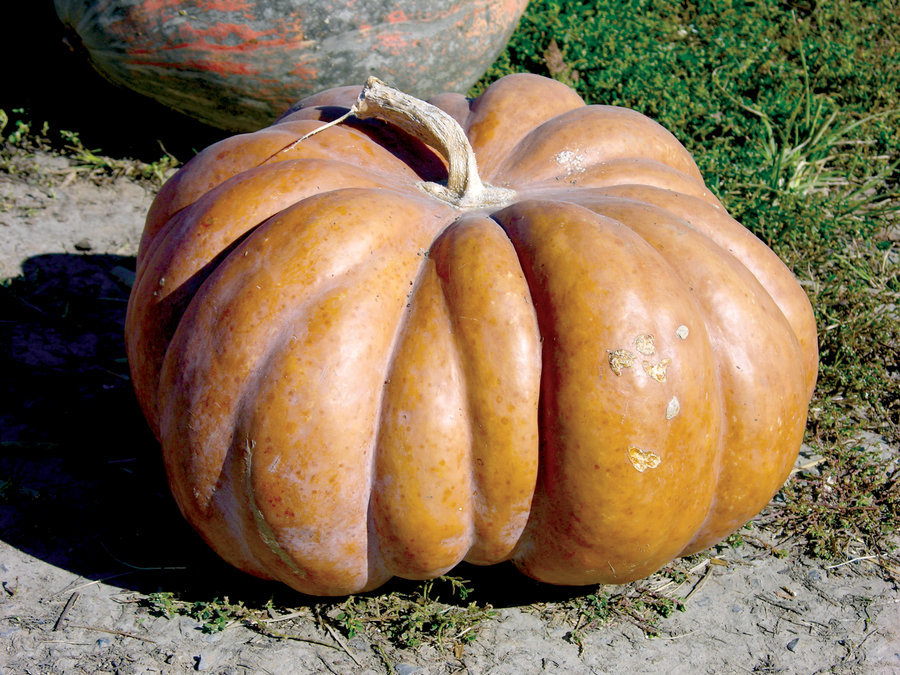 Pumpkin Seed: Fairytale Pumpkin Seeds Fresh Seed FREE Shipping