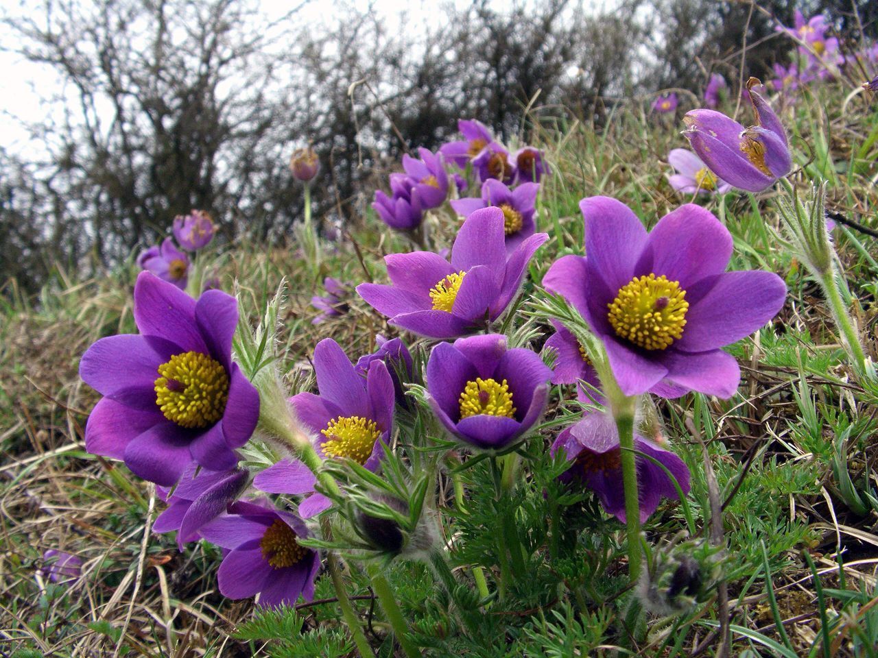 Pulsatilla vulgaris PASQUE FLOWER Seeds!