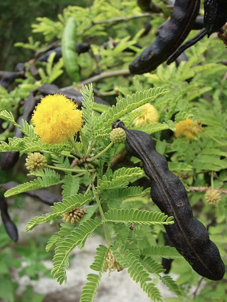 Acacia Farnesiana Seeds – Huisache, Sweet Acacia, Needle Bush, Cassie 20 Seeds