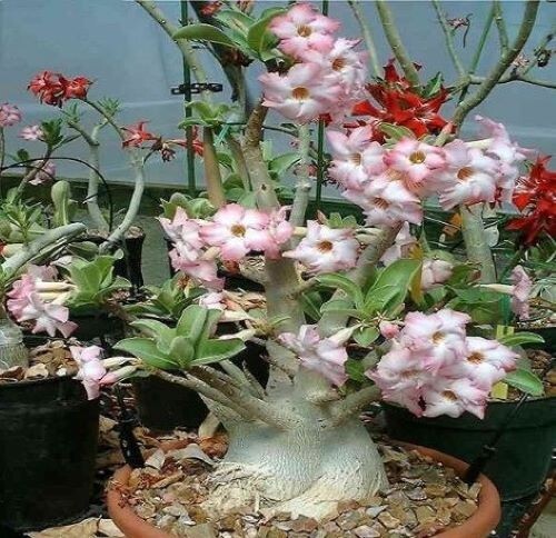 Adenium Arabicum ‘Yemen’, 25 seeds