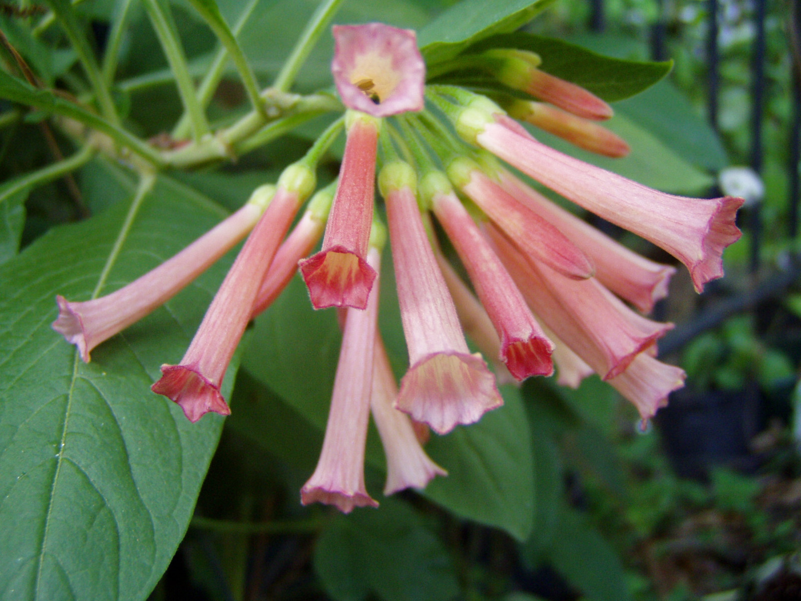 Iochroma fuchsioides Sunset Cloud Forest Burning Bush rare color 10 seeds