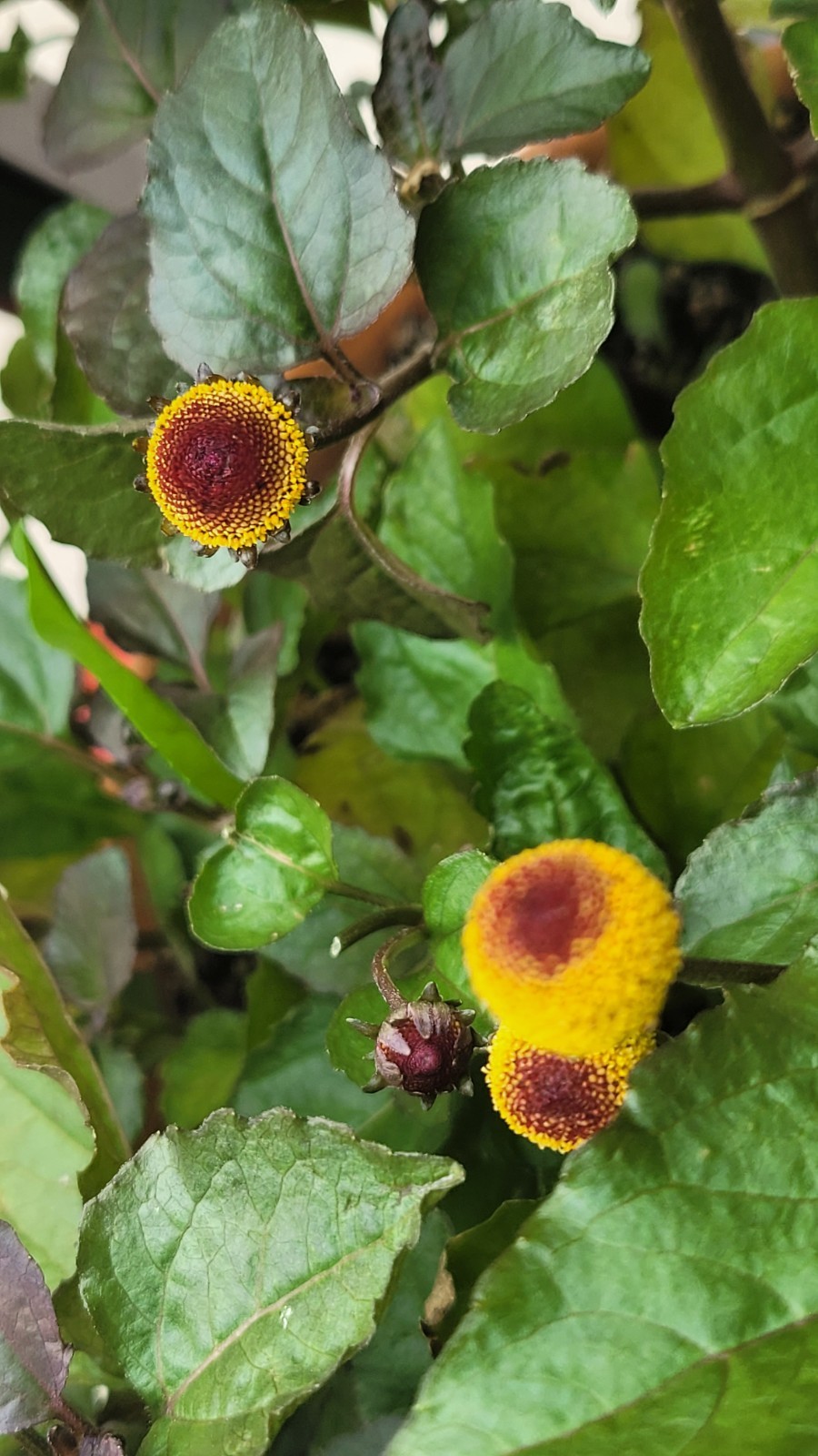 50 Seeds – Spilanthes oleracea ‘Peek a Boo’ Toothache’ ‘Eyeball’ 2025 Harvest