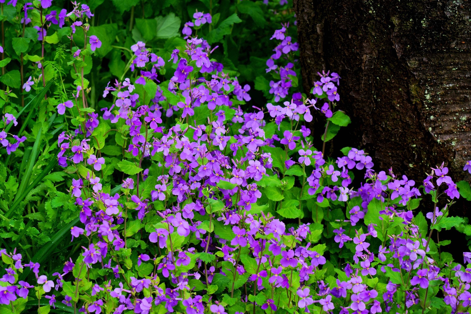 500 Purple FEBRUARY ORCHID Violet Cress Orychophragmus Flower Vegetable Seeds