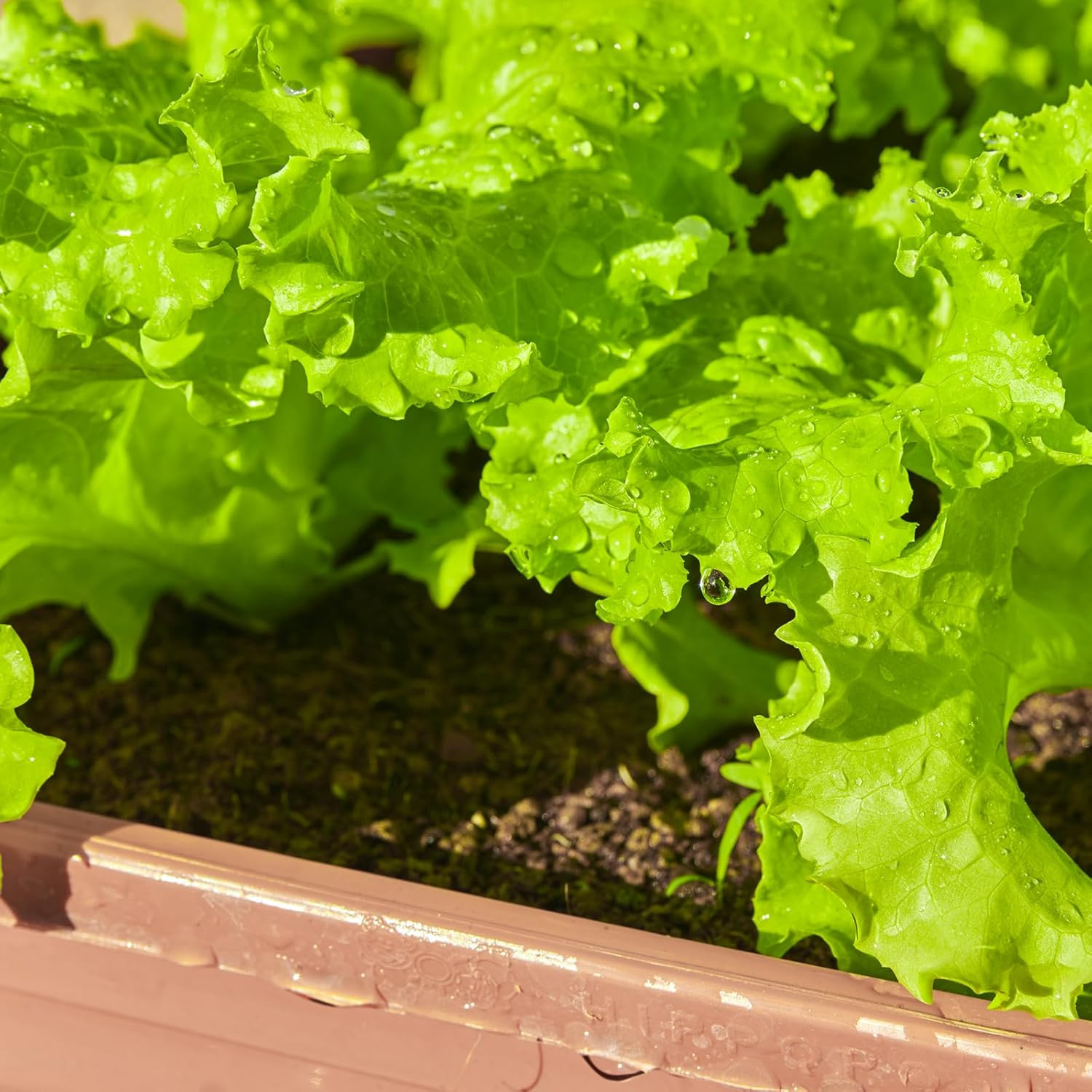 20,000+ Lettuce Seeds, Heirloom Vegetable Seed for Planting Indoor Outdoor, 10 V