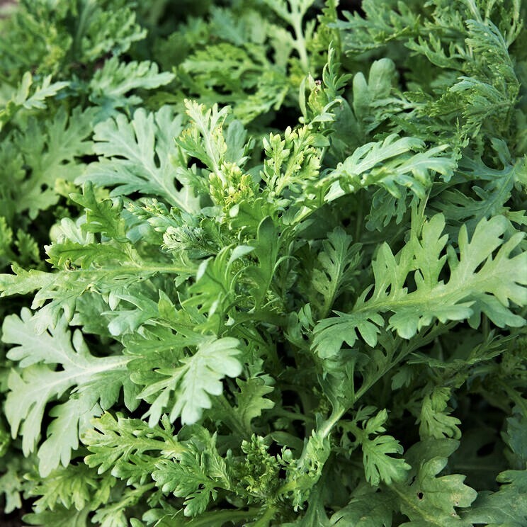 Garland Chrysanthemum Greens Seeds | Edible Tong Hao 茼蒿菜 Shungiku シュンギク Ssukat 쑥