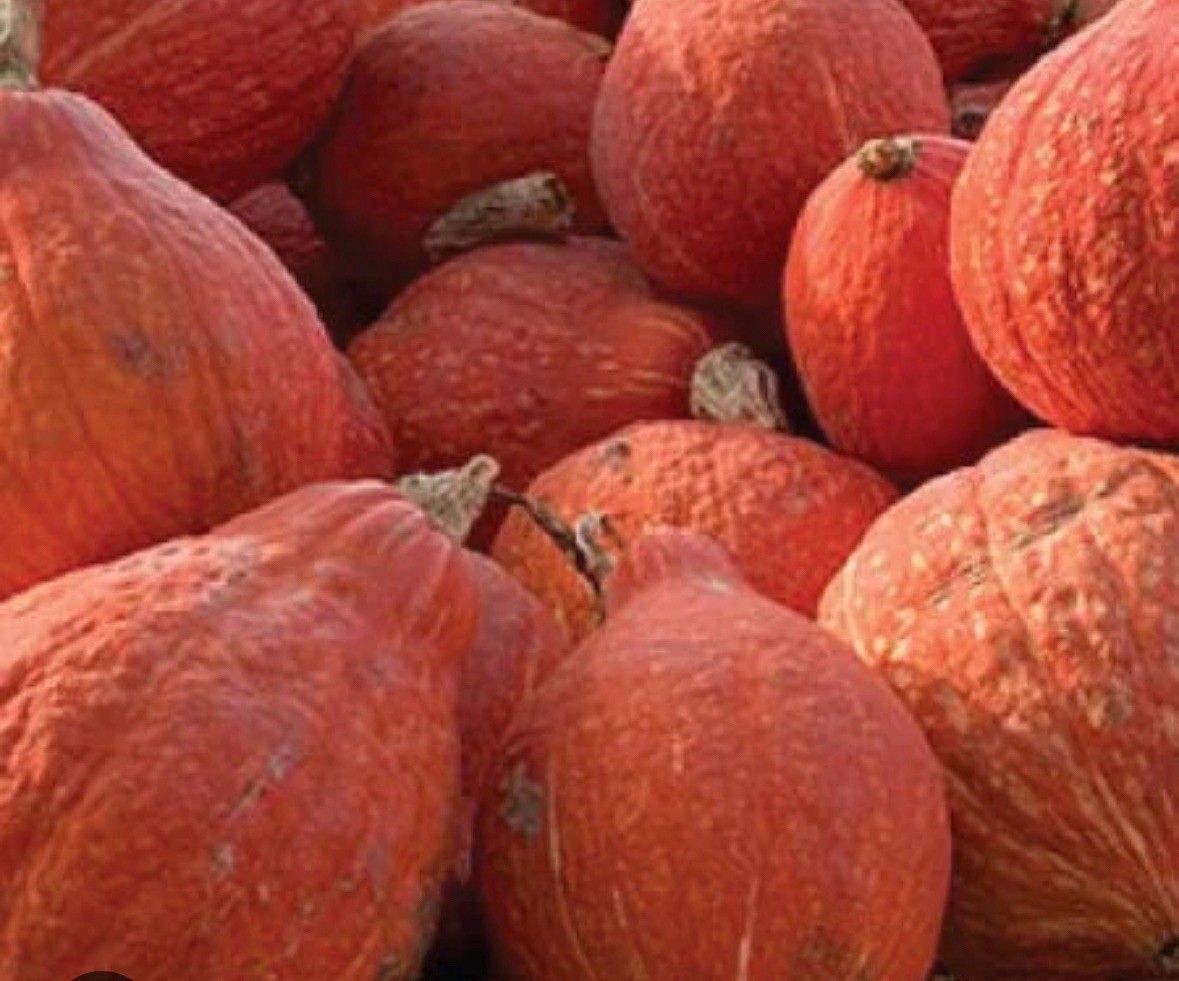 10 Golden Hubbard Squash Seeds | Non-GMO | Heirloom |