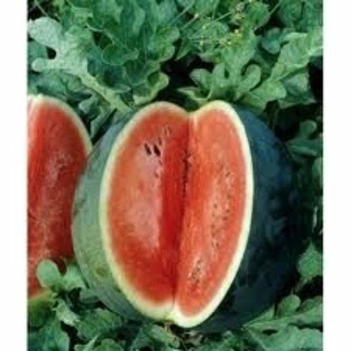 Watermelon Florida Giant Heirloom Garden Vegetable By Seed Kingdom 600 Seeds