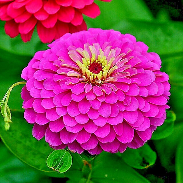 300+GIANT DAHLIA ZINNIA MIX Seeds Cut Flowers Summer Garden Container Fast Easy