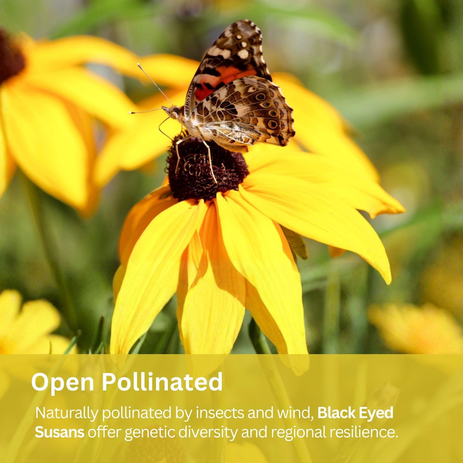 SunHaven Seeds Black Eyed Susan Seeds – 100,000+ Seeds – 1 oz Bulk Extra Larg…