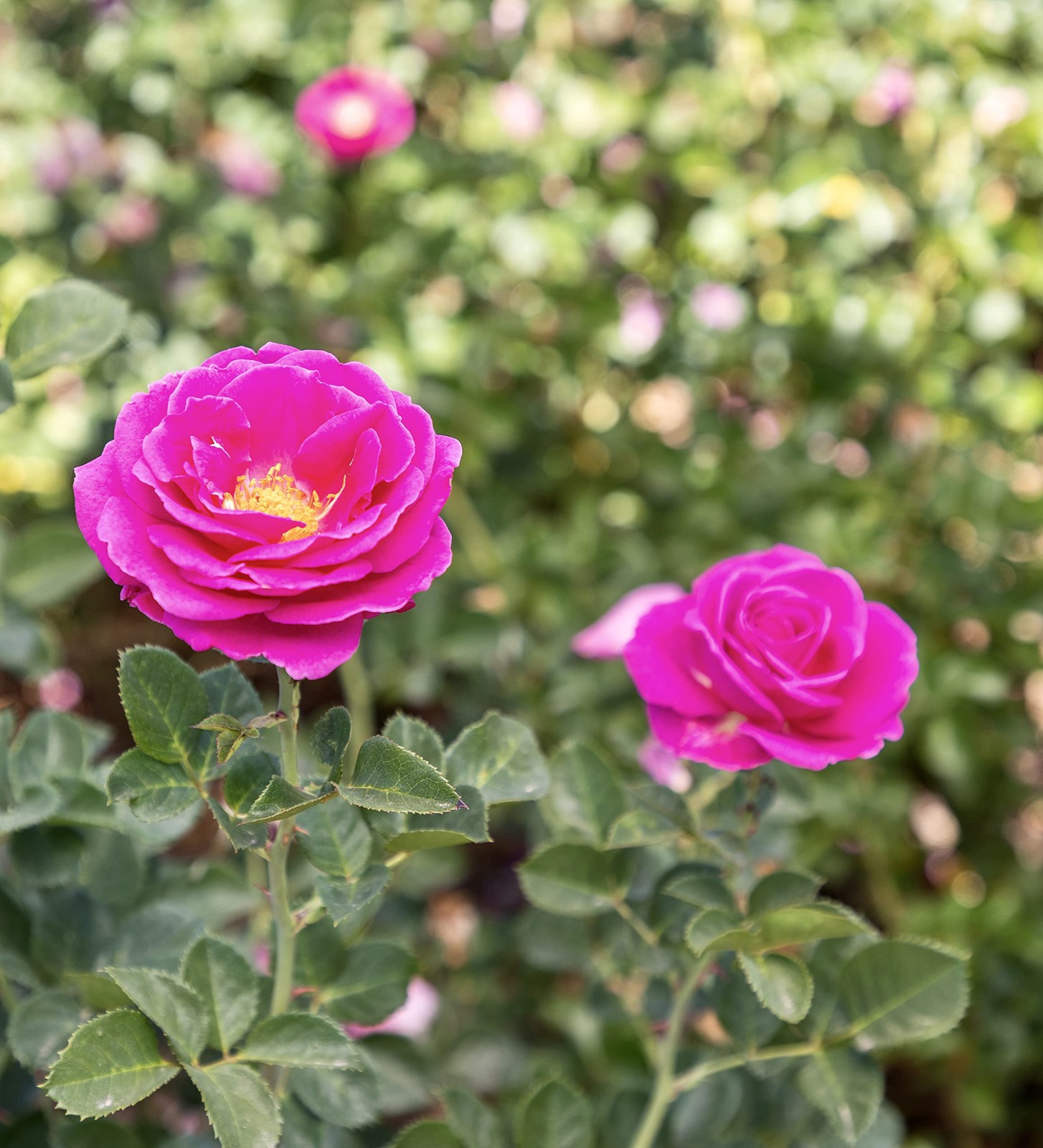 Fresh Roses for Delivery , Pink Rose Live Rose Bush Plants, Indoor Rose Plant…