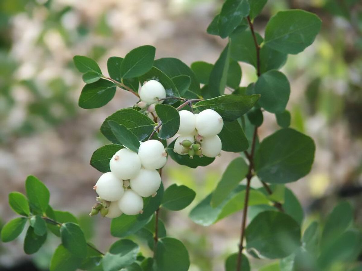 Snowberry Shrub, Symphoricarpos albus, Seeds (Fast, Hardy, Ornamental Fruit)
