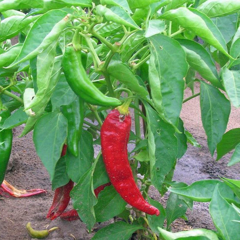 25 HATCH RATTLESNAKE PEPPER SEEDS ~ 2026 ~ heirloomseedguy ~ USA
