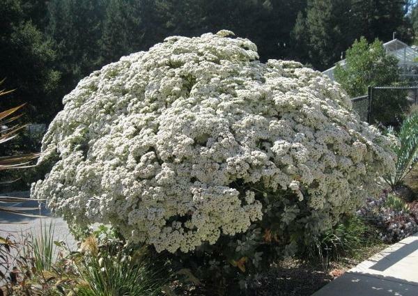 Eriogonum giganteum | St. Catherine’s Lace | Giant Buckwheat | 100 Seeds