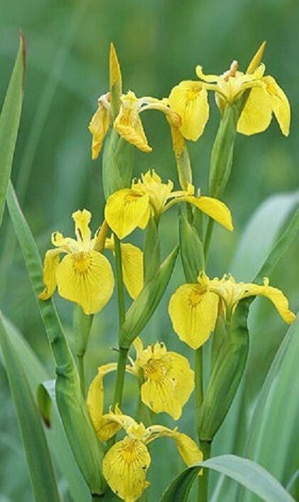 YELLOW FLAG WATER IRIS PSEUDACORUS – NEW CROP! – 50+ SEEDS – MADE in USA – LOOK!
