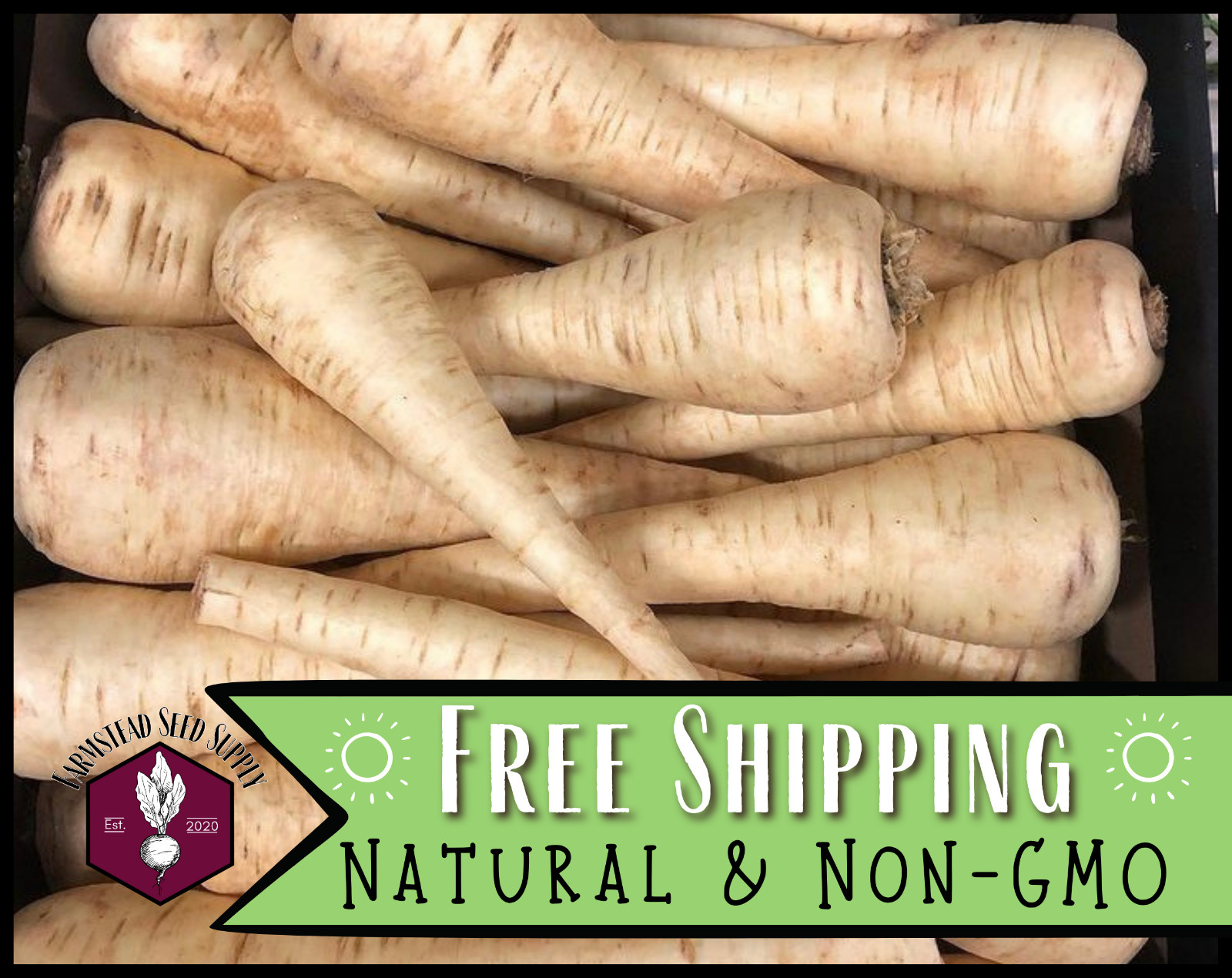 700+ Parsnip Seeds [Harris Model] Vegetable Gardening Seed, Heirloom, Non-GMO