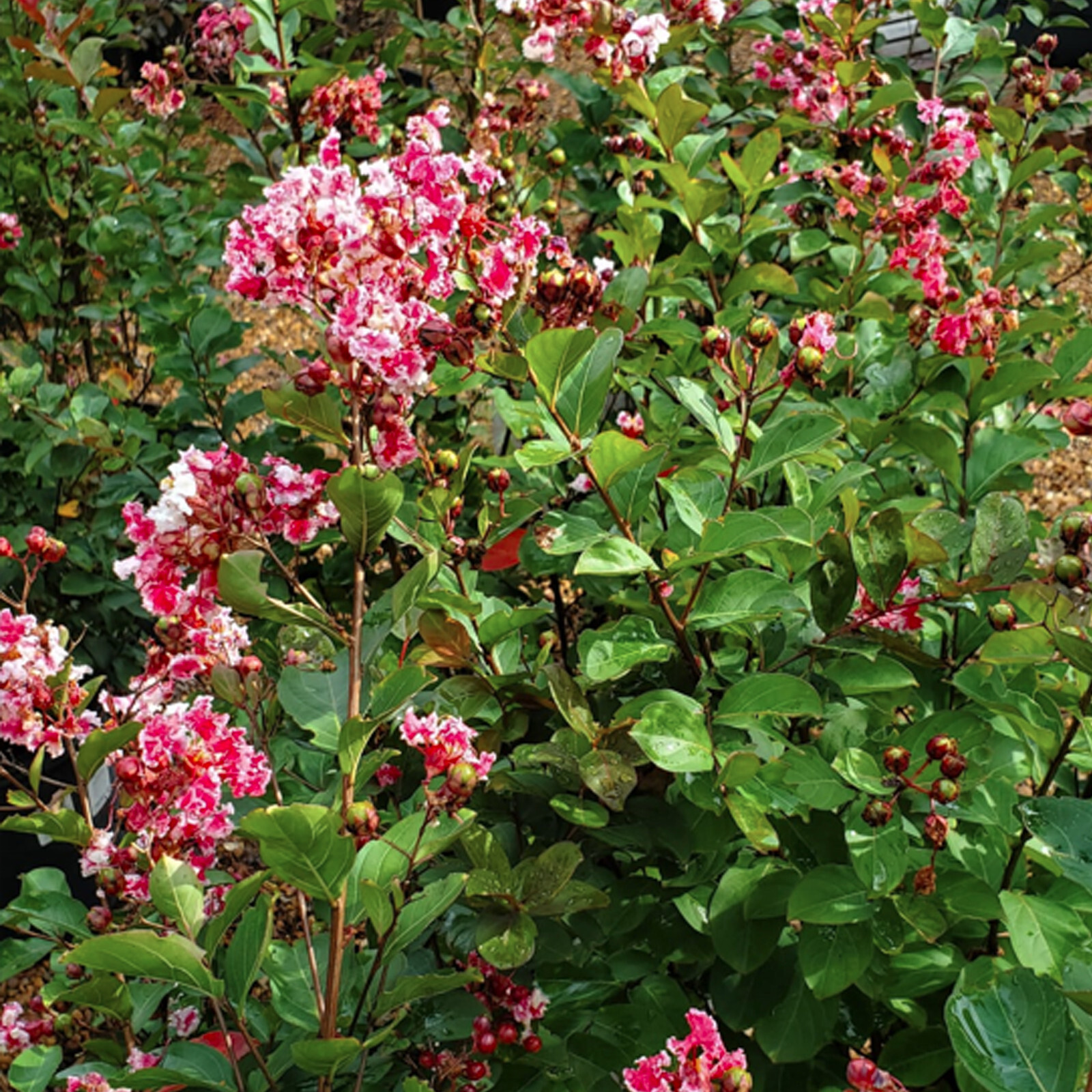 20 peppermint lace CREPE MYRTLE seeds Tree Shrub Lagerstroemia Indica red seed
