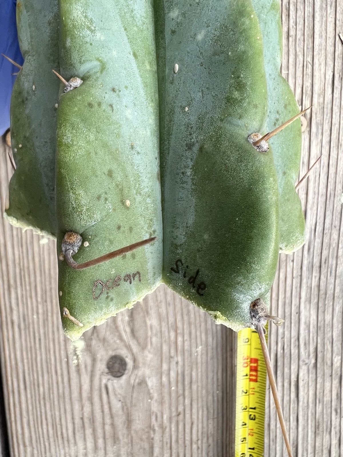 T. Cereus Bridgesii and Peru Hybrid “Oceanside02”, 8” mid cut