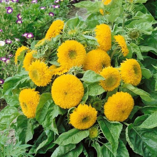 Teddy Bear Dwarf Sunflower Seeds – 50Pcs/pack – Non-GMO Heirloom Blooms