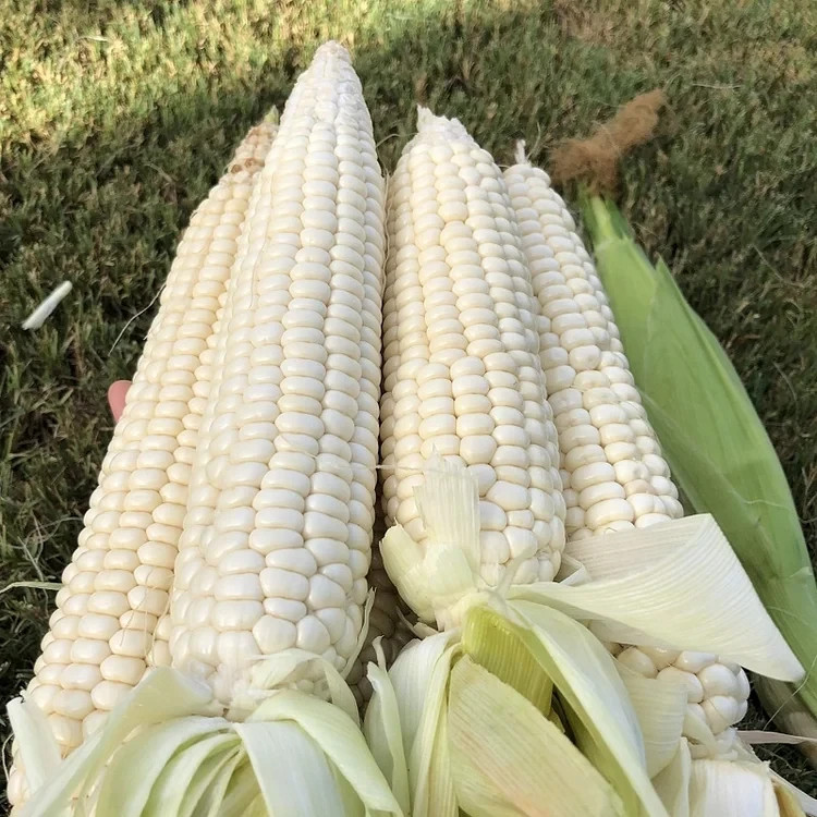 50 White Sweet Corn Seeds – Tender Juicy Ears for Summer Harvest in Home Garden