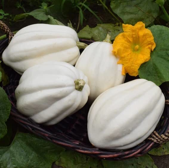 Mashed Potato Squash Seeds for Planting (10 Seeds) – Exotic White Squash, Gourme