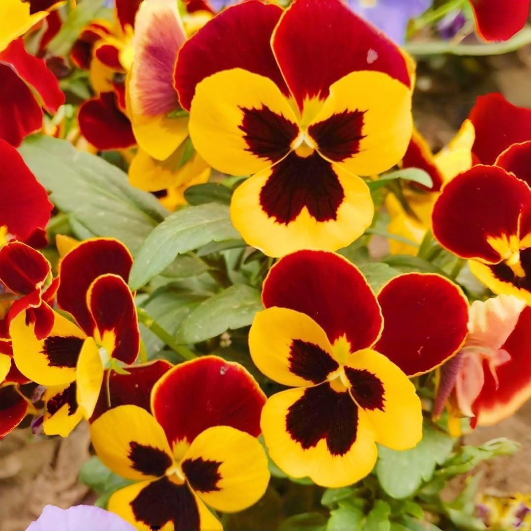 950 Mixed Colors Viola Flower Seeds for Planting, Cool-Season Blooming Plants fo