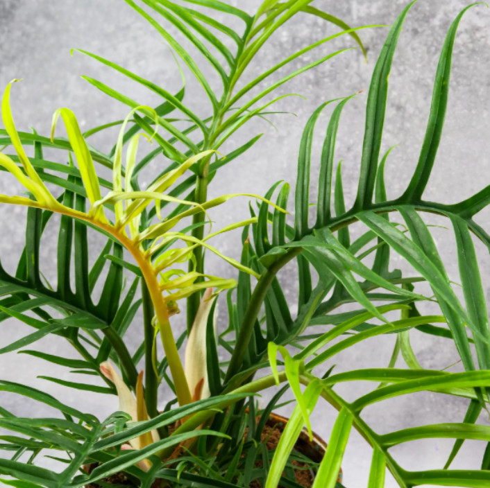 Philodendron Tortum Plant – 6-8″ Tall – Philodendron tortum – Rare Tropical Hous