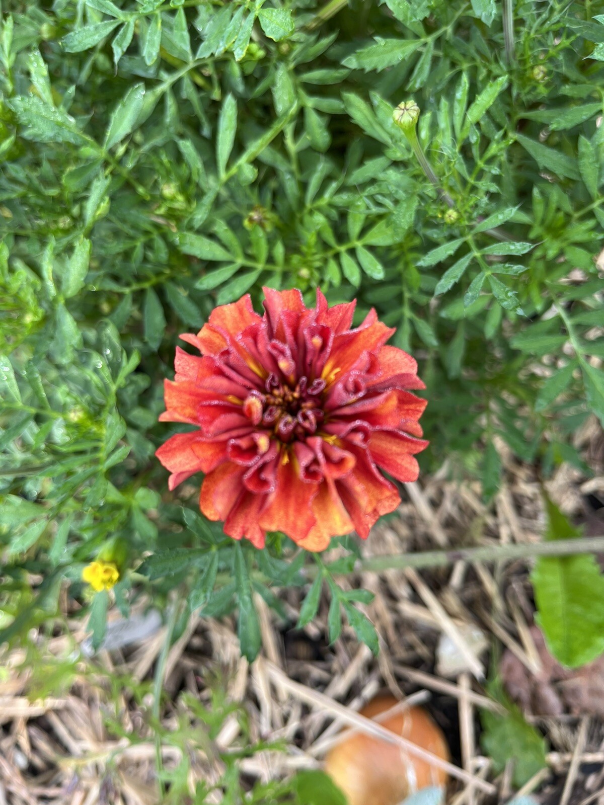Strawberry Blonde Marigold – 15 seeds