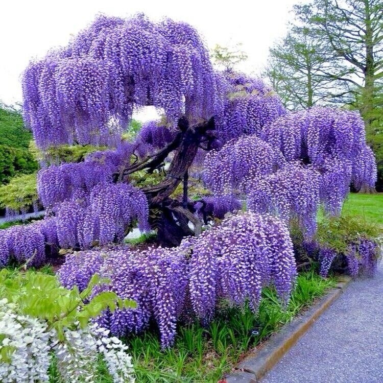 Blue Rain Wisteria seeds, high quality seeds with detailed growing instructions