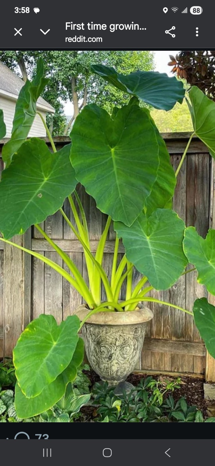 3 Live ready To Plant elephant ear bulbs Colocasia Easy To Grow Fun