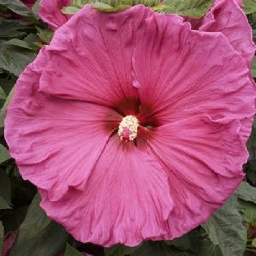 15+ PINK DINNER PLATE HIBISCUS FLOWER SEEDS HUGE 10-12 INCH FLOWERS PERENNIAL