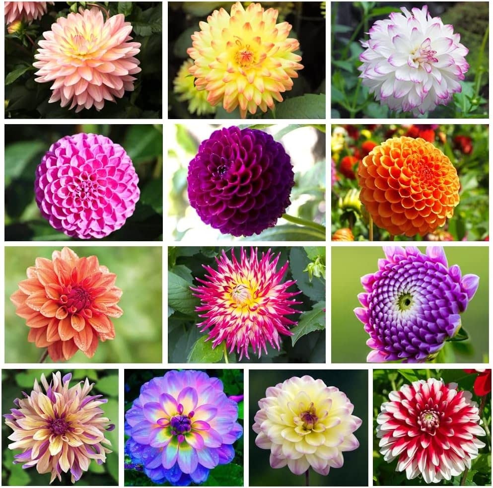 200+ PCS Mix Dahlia Seeds Flowers Compound Petals Multi-Color Beautiful Annual
