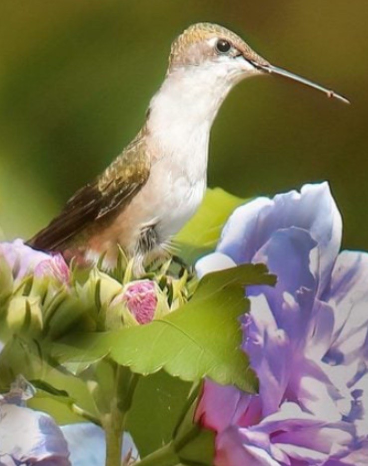 bOgO! 50+ Seeds of Purpleish Pink Rose of Sharon Organic Native Hummingbird