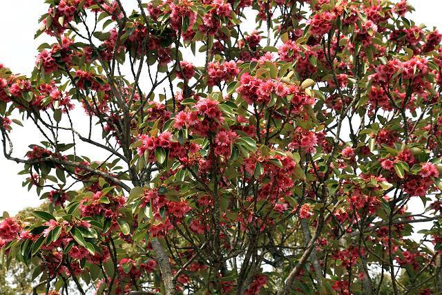 Rhodoleia Championii Rare Protected Flowering Shrub Tree Hong Kong Rose 25 Seeds