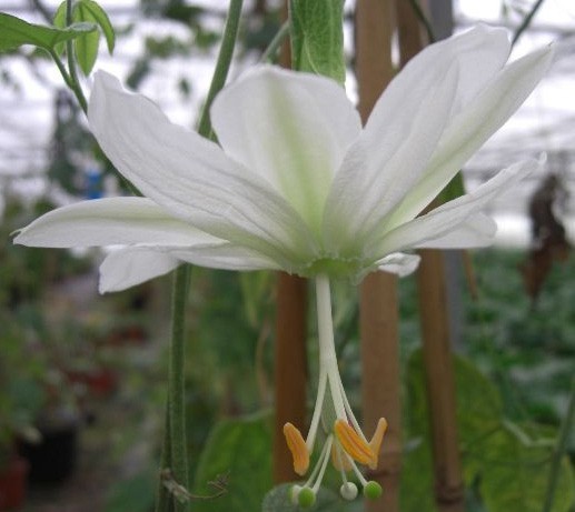 Passiflora tarminiana Alba | Banana Passionfruit Poka | 5_Seeds