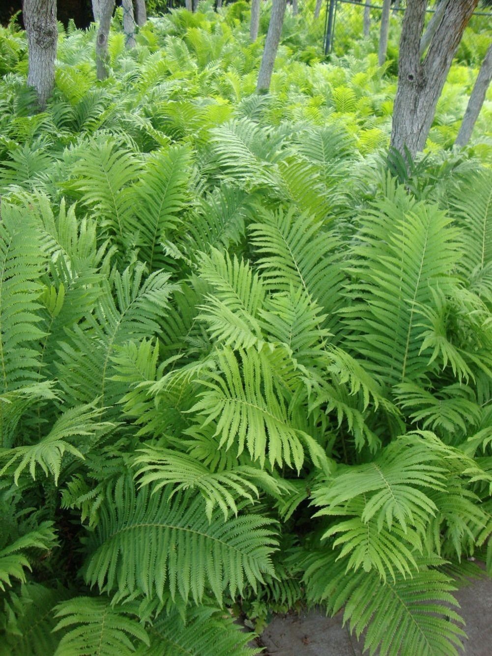 1 Ostrich Fern WOODLAND GARDEN Bareroot