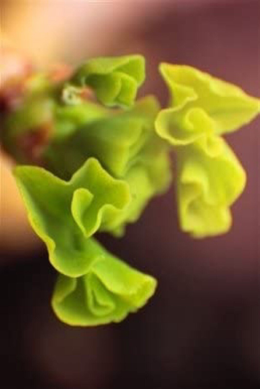 8-16” tall Slovakian Princess male ginkgo biloba, live grafted plant, 2 yo