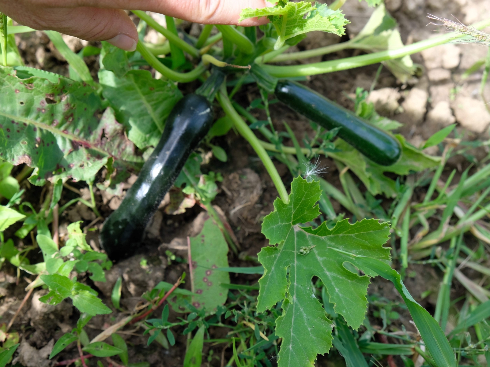 50 BLACK BEAUTY ZUCCHINI SUMMER SQUASH Cucurbita Pepo Vegetable Seeds *Comb S/H