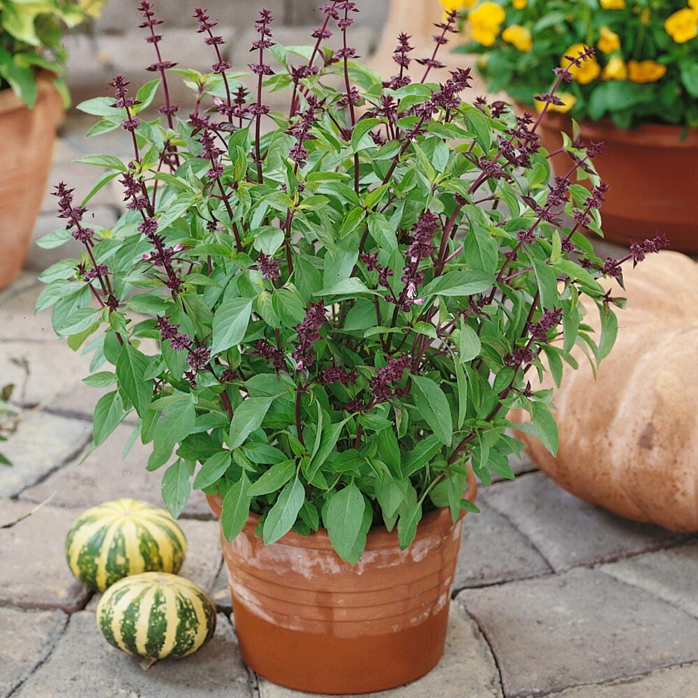 200 THAI BASIL SEEDS ~ 2026 ~ heirloomseedguy ~ USA