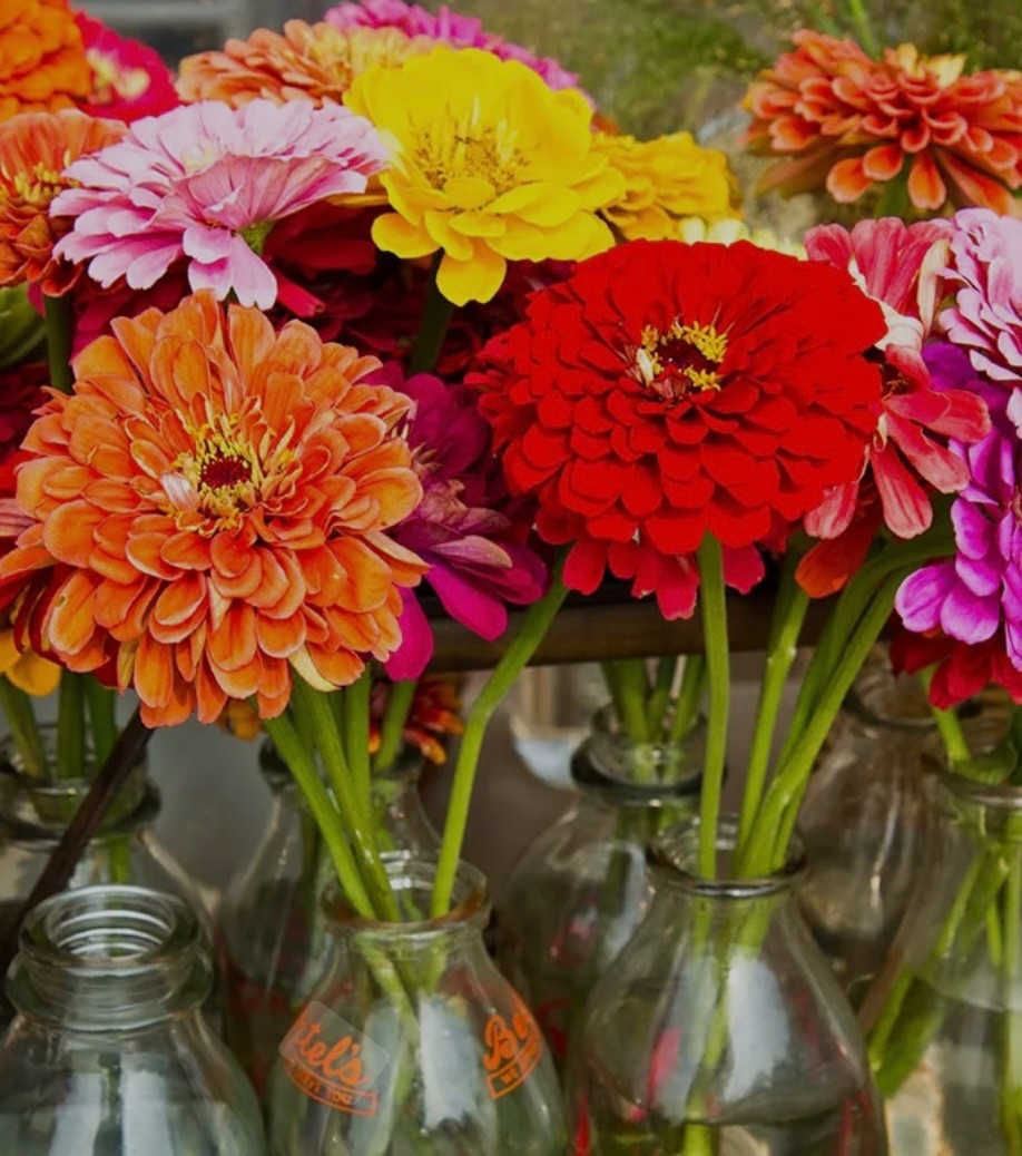 40+ Fresh Zinnia Seeds, California GIANT Mix, HUGE Showy Blooms Until Frost🇺🇸
